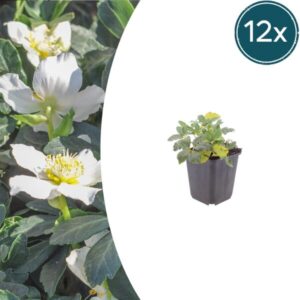 12x Helleborus orientalis - ↕10-25cm - Ø9cm