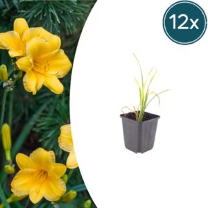 12x Hemerocallis 'Stella de Oro' - ↕10-25cm - Ø9cm