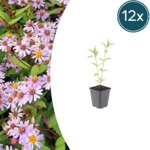 12x Kalimeris incisa 'Blue Star' - ↕10-25cm - Ø9cm