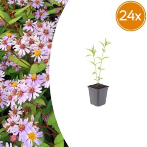 24x Kalimeris incisa 'Blue Star' - ↕10-25cm - Ø9cm