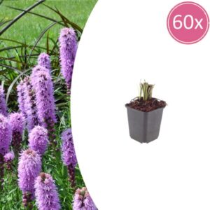 60x Liatris spicata - ↕10-25cm - Ø9cm