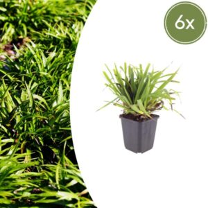 6x Luzula sylvatica - ↕10-25cm - Ø9cm