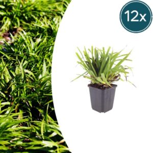 12x Luzula sylvatica - ↕10-25cm - Ø9cm