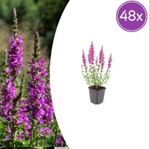 48x Lythrum salicaria - ↕10-25cm - Ø9cm