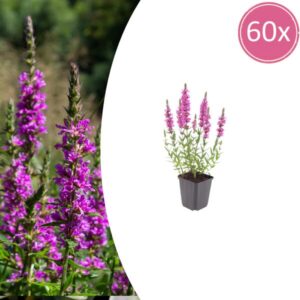 60x Lythrum salicaria - ↕10-25cm - Ø9cm