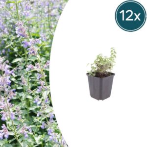 12x Nepeta faassenii - ↕10-25cm - Ø9cm