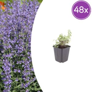 48x Nepeta 'Grol' - ↕10-25cm - Ø9cm