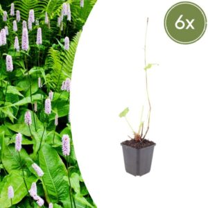 6x Persicaria a. 'Alba' - ↕10-25cm - Ø9cm