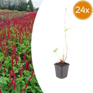 24x Persicaria a. 'Blackfield' - ↕10-25cm - Ø9cm