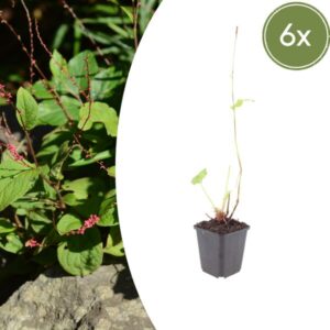 6x Persicaria a. 'Speciosa' - ↕10-25cm - Ø9cm