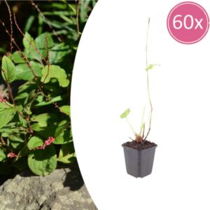 60x Persicaria a. 'Speciosa' - ↕10-25cm - Ø9cm