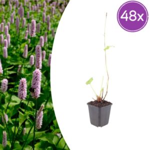 48x Persicaria aff. 'Superba' - ↕10-25cm - Ø9cm