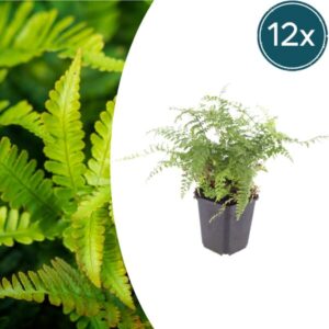 12x Polystichum set. 'Herrenhausen'- ↕10-25cm - Ø9cm