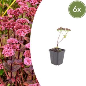 6x Sedum 'Matrona' - ↕10-25cm - Ø9cm