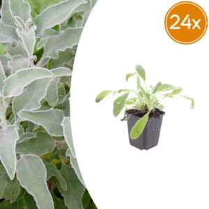 24x Stachys byzantina - ↕10-25cm - Ø9cm