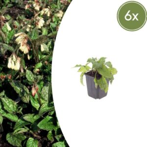 6x Symphytum grandiflorum - ↕10-25cm - Ø9cm