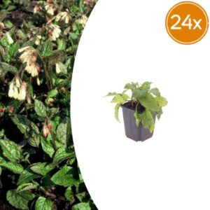 24x Symphytum grandiflorum - ↕10-25cm - Ø9cm