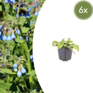 6x Symphytum grand. 'Wisley Blue' - ↕10-25cm - Ø9cm