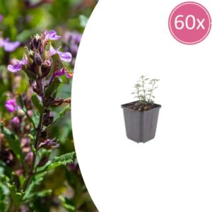 60x Teucrium lucidrys - ↕10-25cm - Ø9cm