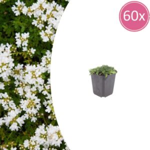 60x Thymus praecox 'Albiflorus' - ↕10-25cm - Ø9cm