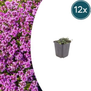 12x Thymus praecox 'Coccineus' - ↕10-25cm - Ø9cm