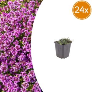 24x Thymus praecox 'Coccineus' - ↕10-25cm - Ø9cm