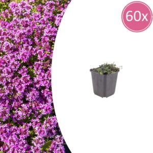 60x Thymus praecox 'Coccineus' - ↕10-25cm - Ø9cm
