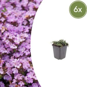 6x Thymus praecox 'Purple Beauty' - ↕10-25cm - Ø9cm
