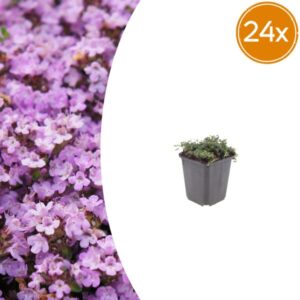 24x Thymus praecox 'Purple Beauty' - ↕10-25cm - Ø9cm