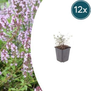 12x Thymus vulgaris - ↕10-25cm - Ø9cm