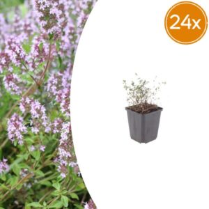 24x Thymus vulgaris - ↕10-25cm - Ø9cm