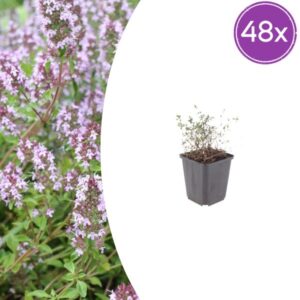 48x Thymus vulgaris - ↕10-25cm - Ø9cm