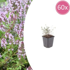 60x Thymus vulgaris - ↕10-25cm - Ø9cm