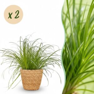 Green boutiQ - Kamerplant - Cyperus alternifolius Zumula - Kattengras - Huisdiervriendelijke Plant - Groen - 2 Planten - met Mand - Pot 12cm - Hoogte 20cm