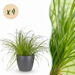 Green boutiQ - Kamerplant - Cyperus alternifolius Zumula - Kattengras - Huisdiervriendelijke Plant - Groen - 4 Planten - met Potter Grijs - Pot 12cm - Hoogte 20cm