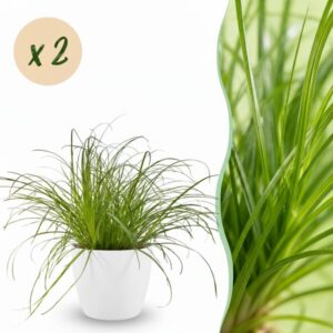 Green boutiQ - Kamerplant - Cyperus alternifolius Zumula - Kattengras - Huisdiervriendelijke Plant - Groen - 2 Planten - met Potter Wit - Pot 12cm - Hoogte 20cm