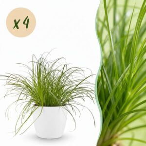 Green boutiQ - Kamerplant - Cyperus alternifolius Zumula - Kattengras - Huisdiervriendelijke Plant - Groen - 4 Planten - met Potter Wit - Pot 12cm - Hoogte 20cm