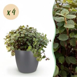 Green boutiQ - Kamerplant - Calissia repens - Kattengras - Huisdiervriendelijk - Groen - 4 Planten - met Potter Grijs - Pot 12cm - Hoogte 17-20cm