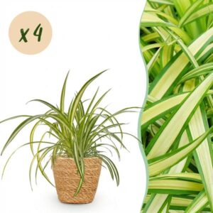 Green boutiQ - Kamerplant - Chlorophytum comosum Variegatum - Bonte Graslelie - Huisdiervriendelijke Plant - Groen - 4 Planten - met Mand - Pot 12cm - Hoogte 20cm