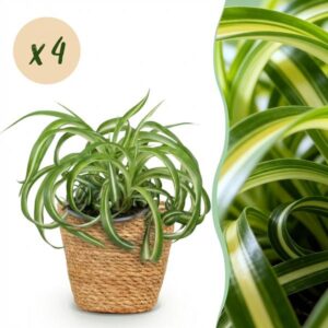 Green boutiQ - Kamerplant - Chlorophytum comosum Bonnie - Krullende Graslelie - Huisdiervriendelijke Plant - Groen - 4 Planten - met Mand - Pot 12cm - Hoogte 20cm