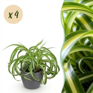 Green boutiQ - Kamerplant - Chlorophytum comosum Bonnie - Krullende Graslelie - Huisdiervriendelijke Plant - Groen - 4 Planten - met Potter Grijs - Pot 12cm - Hoogte 20cm