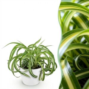 Green boutiQ - Kamerplant - Chlorophytum comosum Bonnie - Krullende Graslelie - Huisdiervriendelijke Plant - Groen - 1 Plant - met Potter Wit - Pot 12cm - Hoogte 20cm