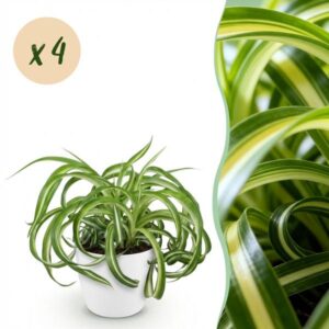 Green boutiQ - Kamerplant - Chlorophytum comosum Bonnie - Krullende Graslelie - Huisdiervriendelijke Plant - Groen - 4 Planten - met Potter Wit - Pot 12cm - Hoogte 20cm