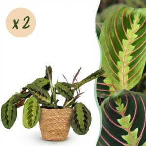 Green boutiQ - Kamerplant - Maranta Fascinator Tricolour - Gebedsplant - Huisdiervriendelijke Plant - Groen - 2 Planten - met Mand - Pot 12cm - Hoogte 25cm
