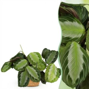 Green boutiQ - Kamerplant - Maranta Fascinator Silverband - Gebedsplant - Huisdiervriendelijke Plant - Groen - 1 Plant - met Mand - Pot 12cm - Hoogte 25cm