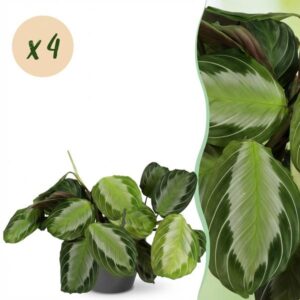 Green boutiQ - Kamerplant - Maranta Fascinator Silverband - Gebedsplant - Huisdiervriendelijke Plant - Groen - 4 Planten - met Potter Grijs - Pot 12cm - Hoogte 25cm