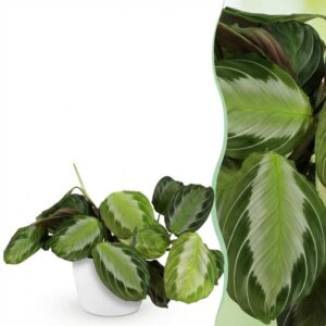 Green boutiQ - Kamerplant - Maranta Fascinator Silverband - Gebedsplant - Huisdiervriendelijke Plant - Groen - 1 Plant - met Potter Wit - Pot 12cm - Hoogte 25cm