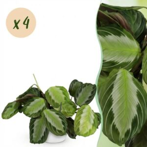 Green boutiQ - Kamerplant - Maranta Fascinator Silverband - Gebedsplant - Huisdiervriendelijke Plant - Groen - 4 Planten - met Potter Wit - Pot 12cm - Hoogte 25cm