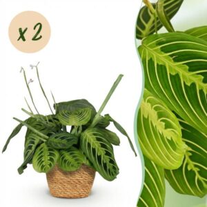 Green boutiQ - Kamerplant - Maranta Fascinator Lemon Lime - Gebedsplant - Huisdiervriendelijke Plant - Groen - 2 Planten - met Mand - Pot 12cm - Hoogte 25cm