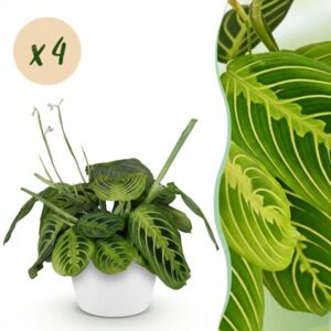 Green boutiQ - Kamerplant - Maranta Fascinator Lemon Lime - Gebedsplant - Huisdiervriendelijke Plant - Groen - 4 Planten - met Potter Wit - Pot 12cm - Hoogte 25cm